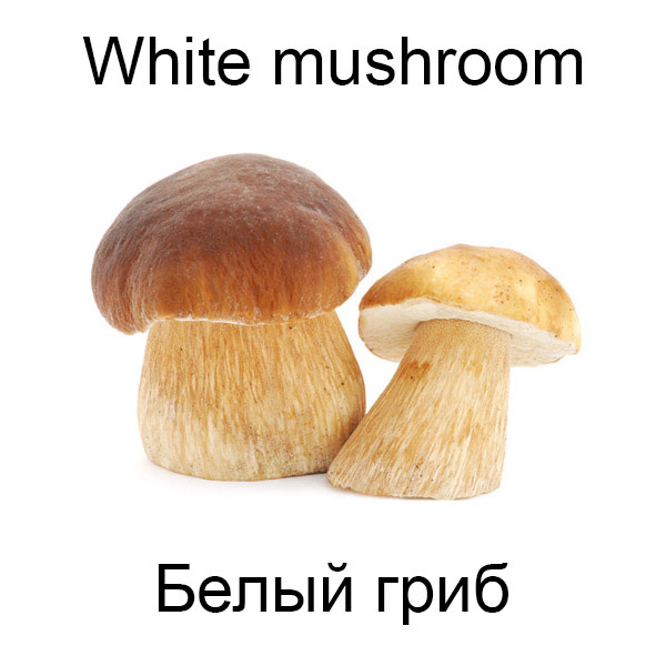 Виды грибов на английсуом